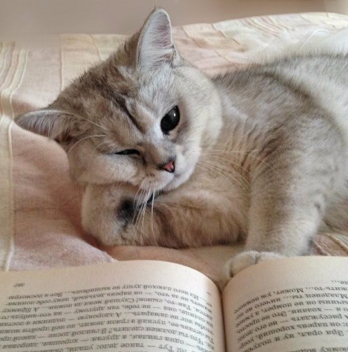 Коты и Кошки