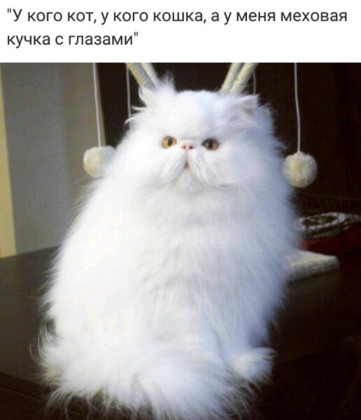 Коты и Кошки