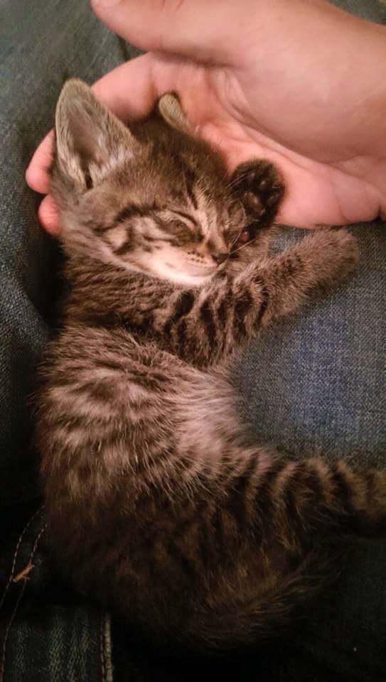 Коты и Кошки