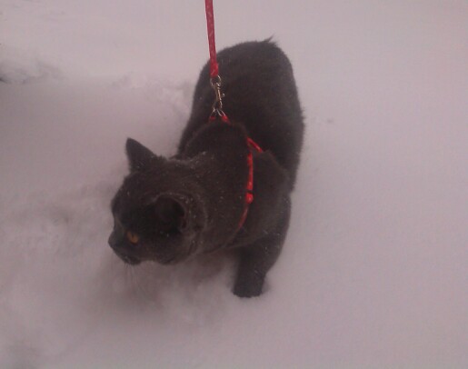 Котовторник 9.01.2018