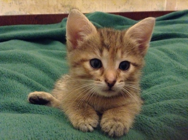 Котовторник