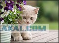 Даёшь Котовторник на ЯПе! (29.07.08)