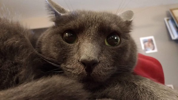 Прикольных котов пост
