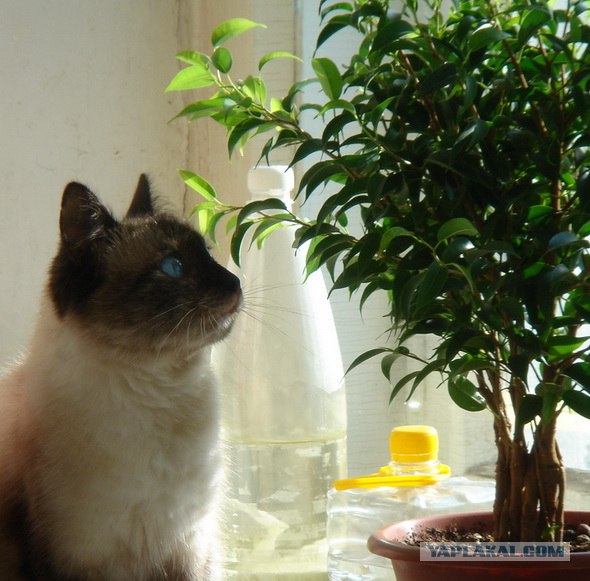 Котовторник - С праздником, котоводы!