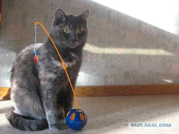 It's Catursday Fever! (Котовторник)