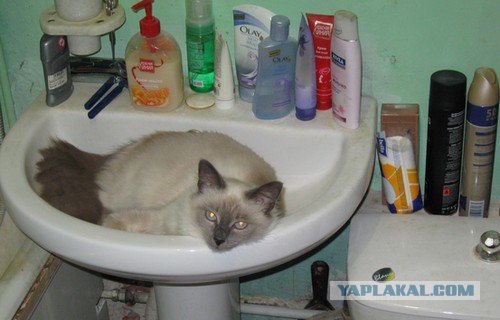 Котовторник  07.06.11