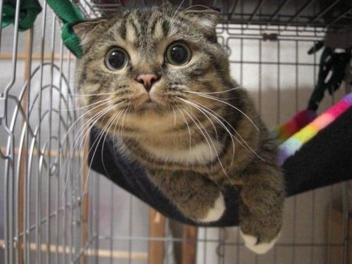 Супер-котофото на котовторник