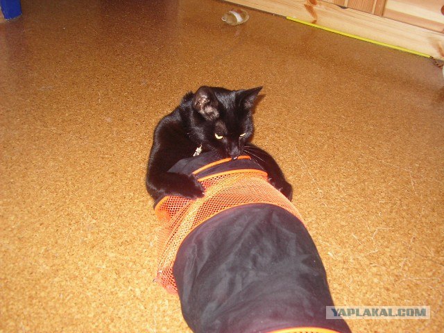 Котовторник! 08.11.11