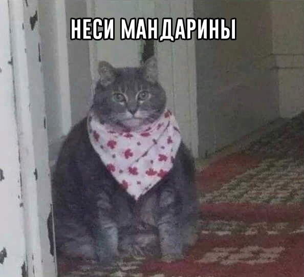 Прикольных котов пост