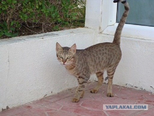 Котовторник 29.01.2013