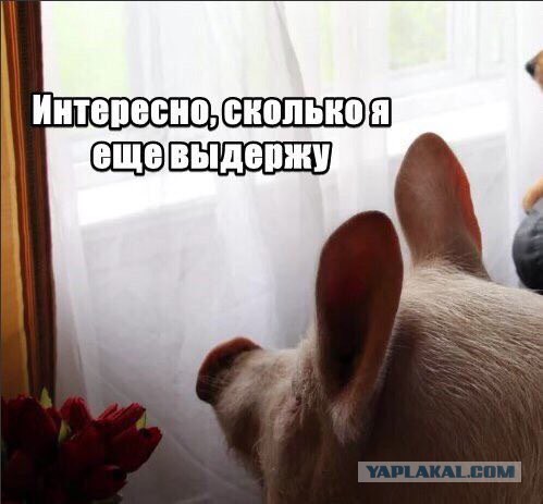 Проверка мужчин "на вшивость"
