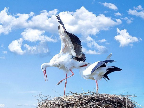 Живность из сети
