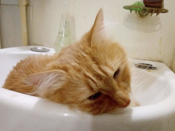 Кровать для кошек