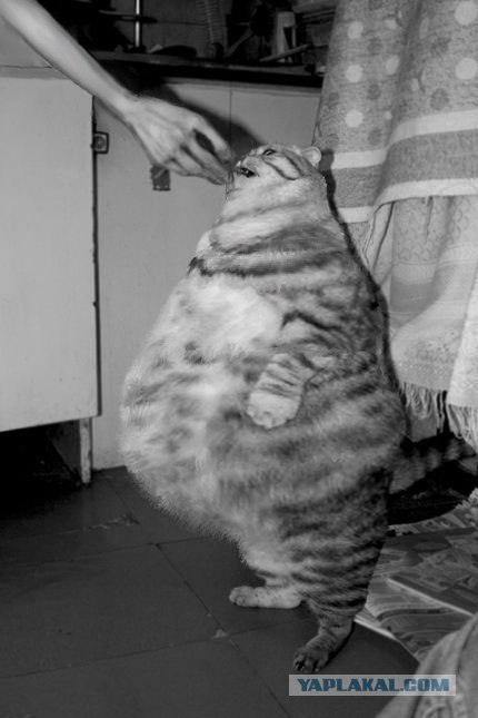 Кормим кота с рук