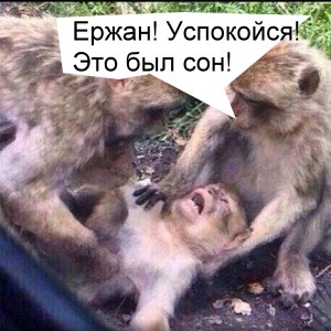 Комодский варан обедает