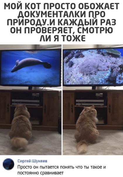 Картинки и мемы для настроения 008