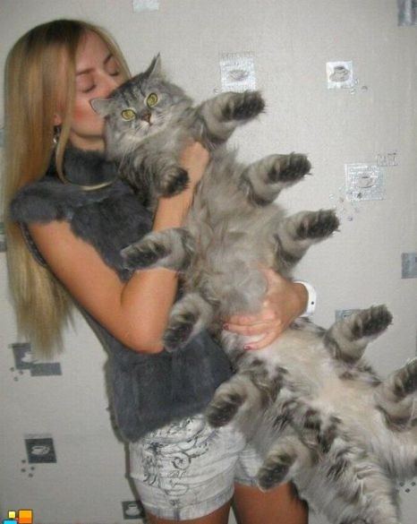 Девушки котовторника