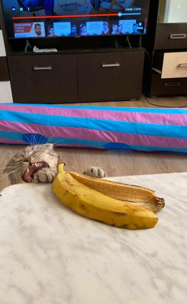 Котэбастовка!