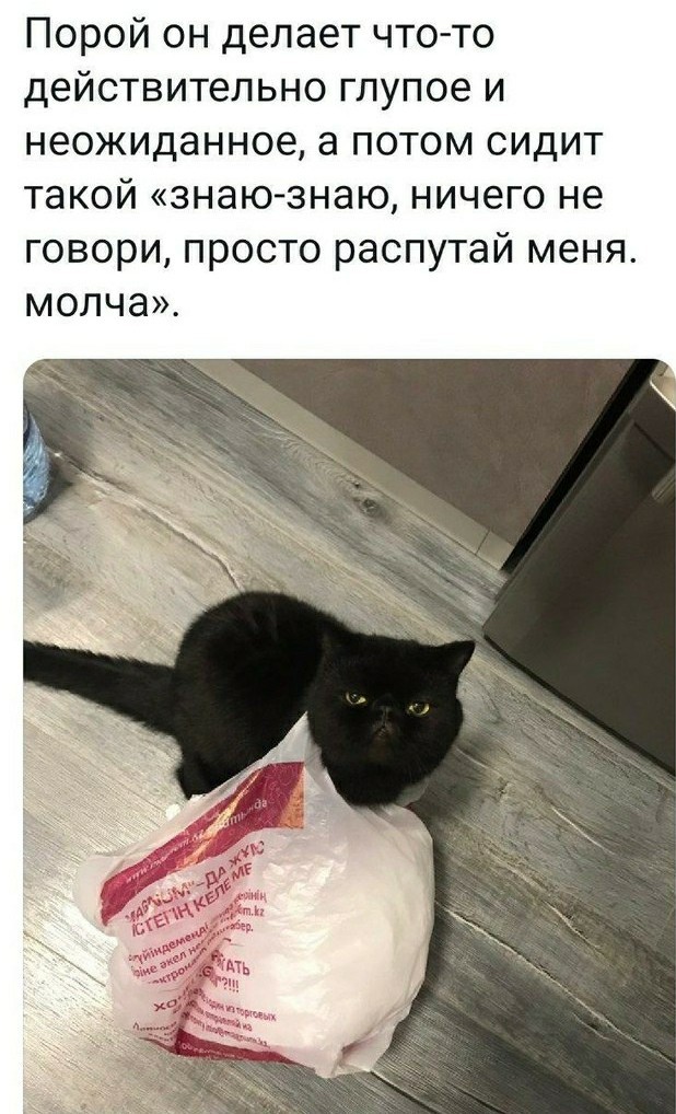 Почему мои кошки долбоёжки?