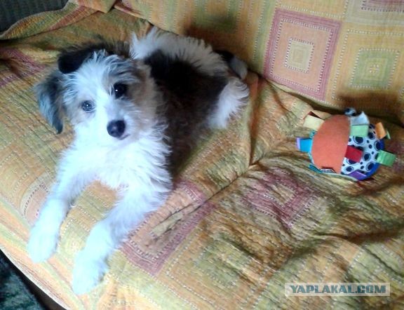 Полгода после приюта