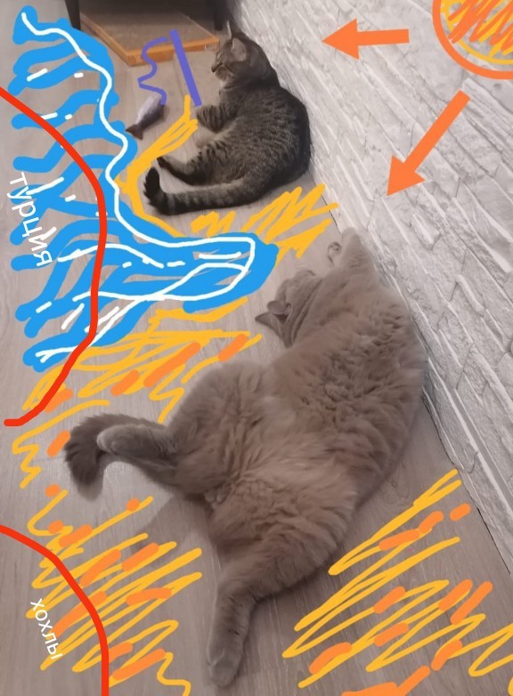 Коты белые, 12 литров