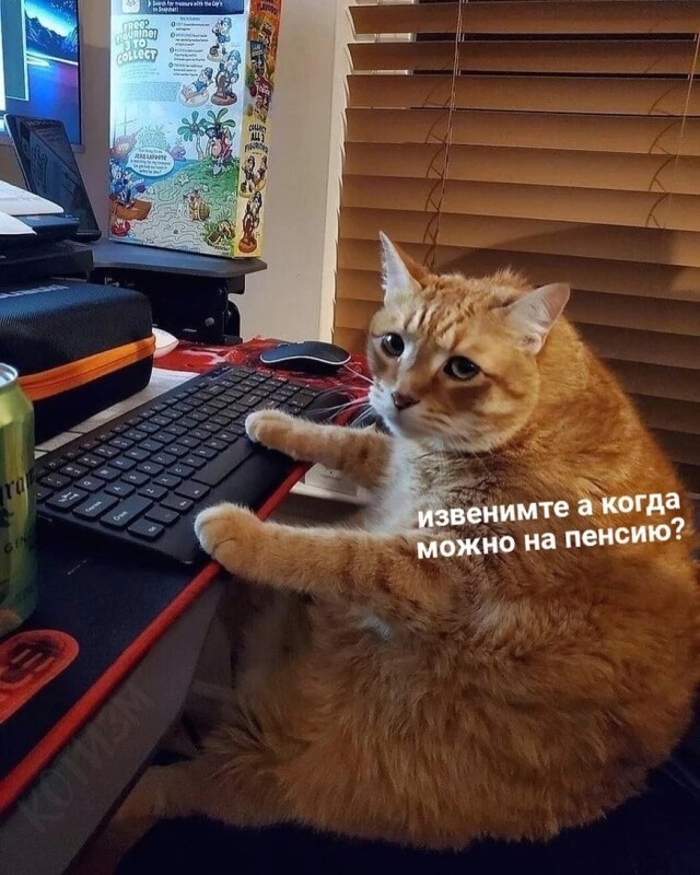 Котомемы 29.09.23