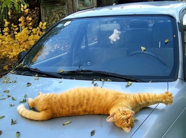 Коты деревенской породы