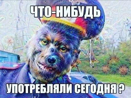 Метамфетаминовый енот сдал бабку