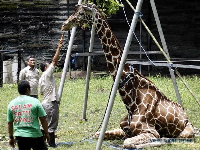 Зоопарк Сурабая, Индонезия. Ад для животных...