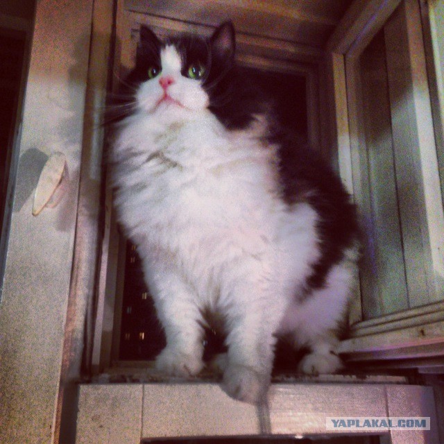 Котовторник 12.11.2013