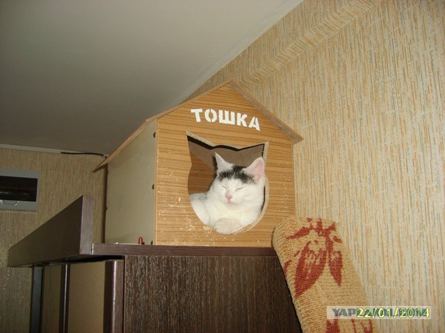 Котовторник 4.02.2014