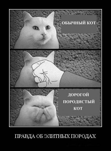 Демотиваторы.