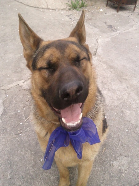 Мой малый друг Мухтар