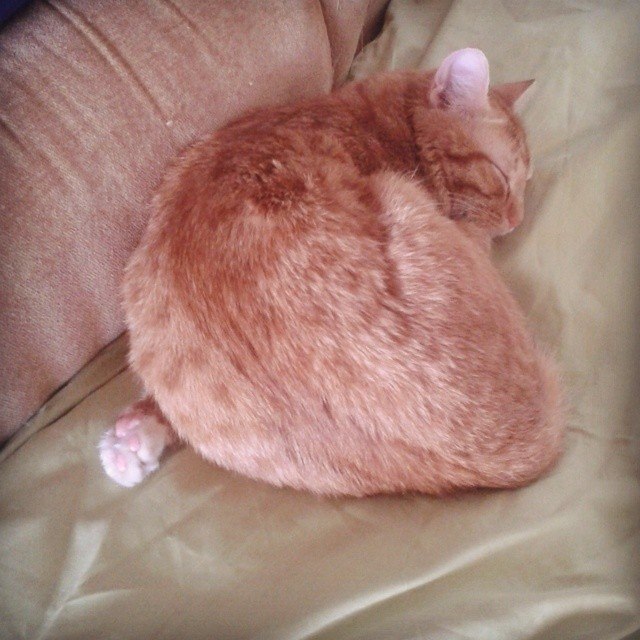 Котовторник 17.06.2014