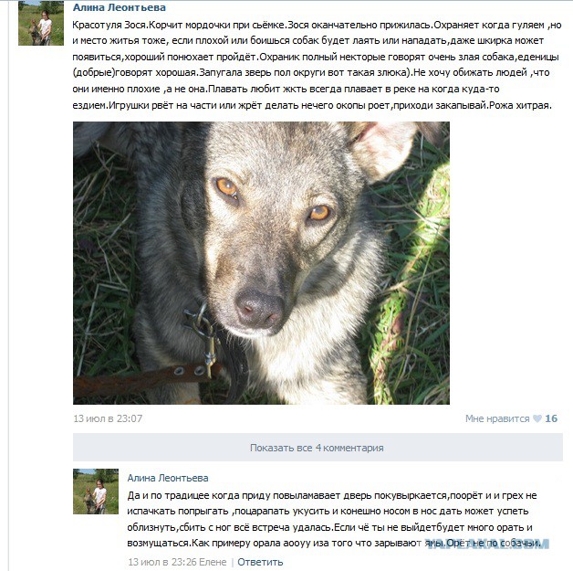 Новые "комментарии из соцсетей"