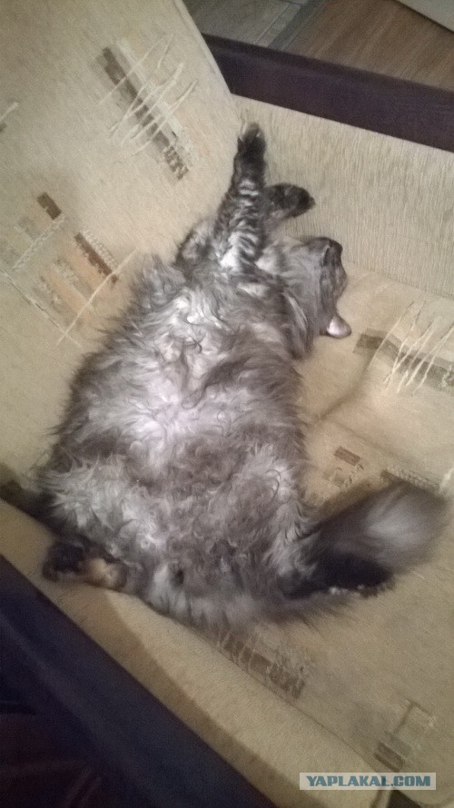 Котовторник 19.08.2014