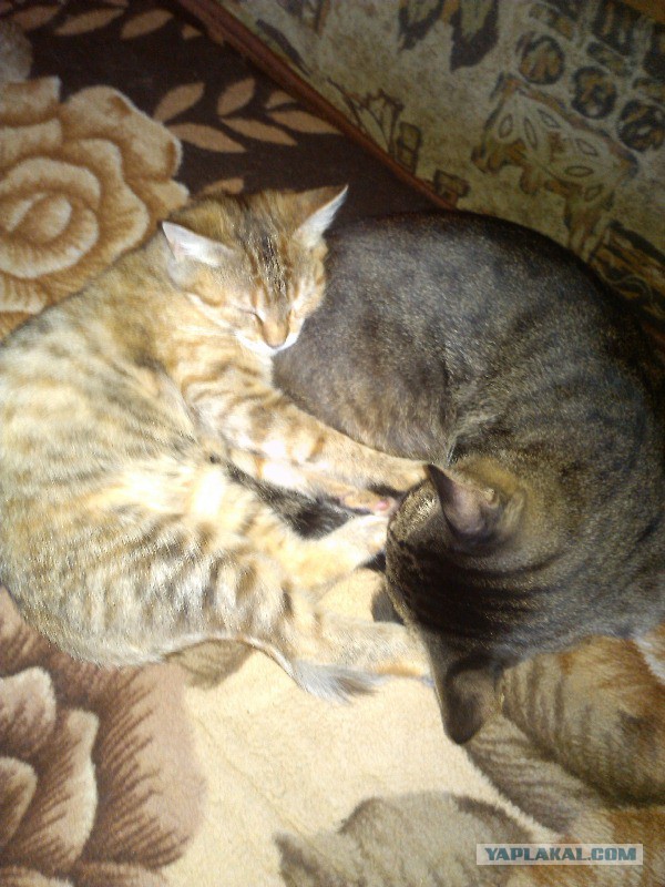 Котовторник 09.09.2014