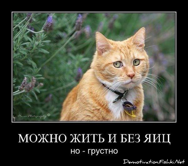 Смешные комменты из соцсетей