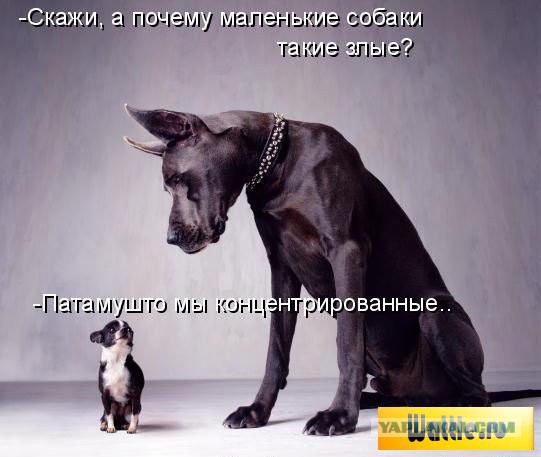 Весёлые картинки