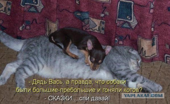 Кошки - самые лучшие друзья собак