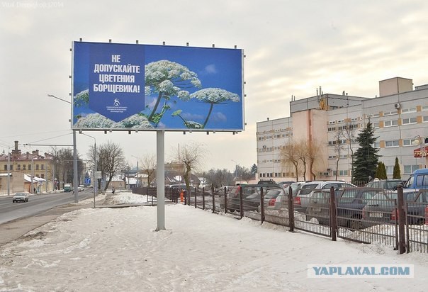 Борщевик