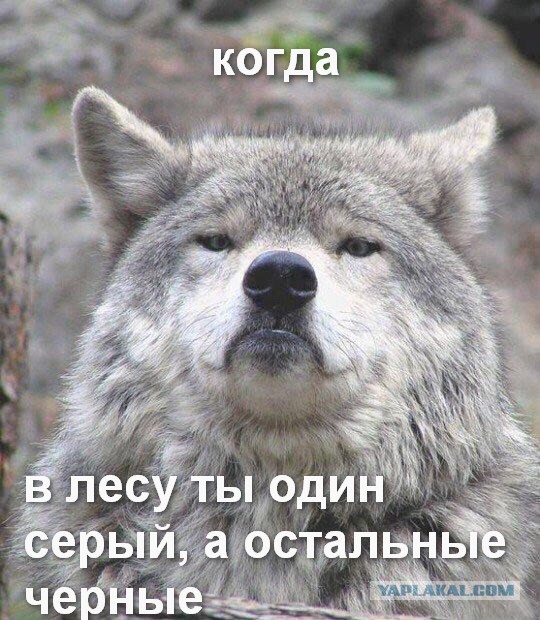 Придет серенький волчок