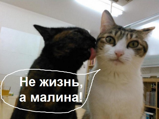 На работу вместе со своим котейкой