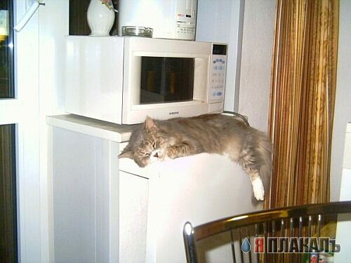 Коты, кошки, котята