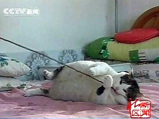 Коты, кошки, котята