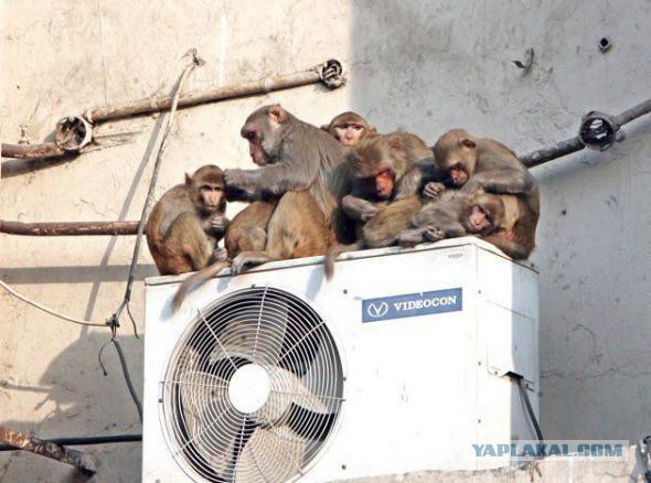 Такое увидишь только в Индии