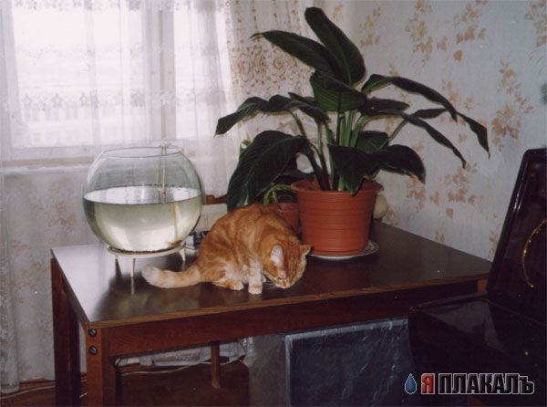 Коты, кошки, котята