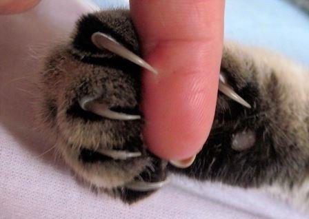 Мальчик и Кот