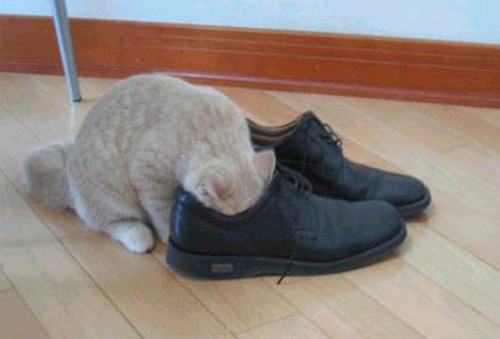 Дюжина кошаков