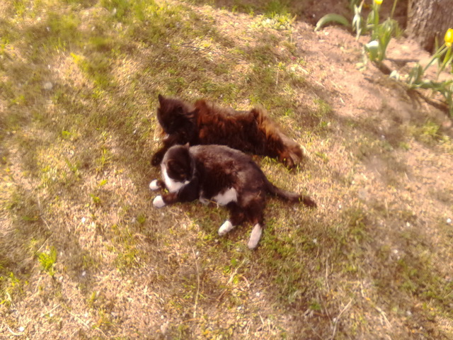 Котовторник 26.07 2016